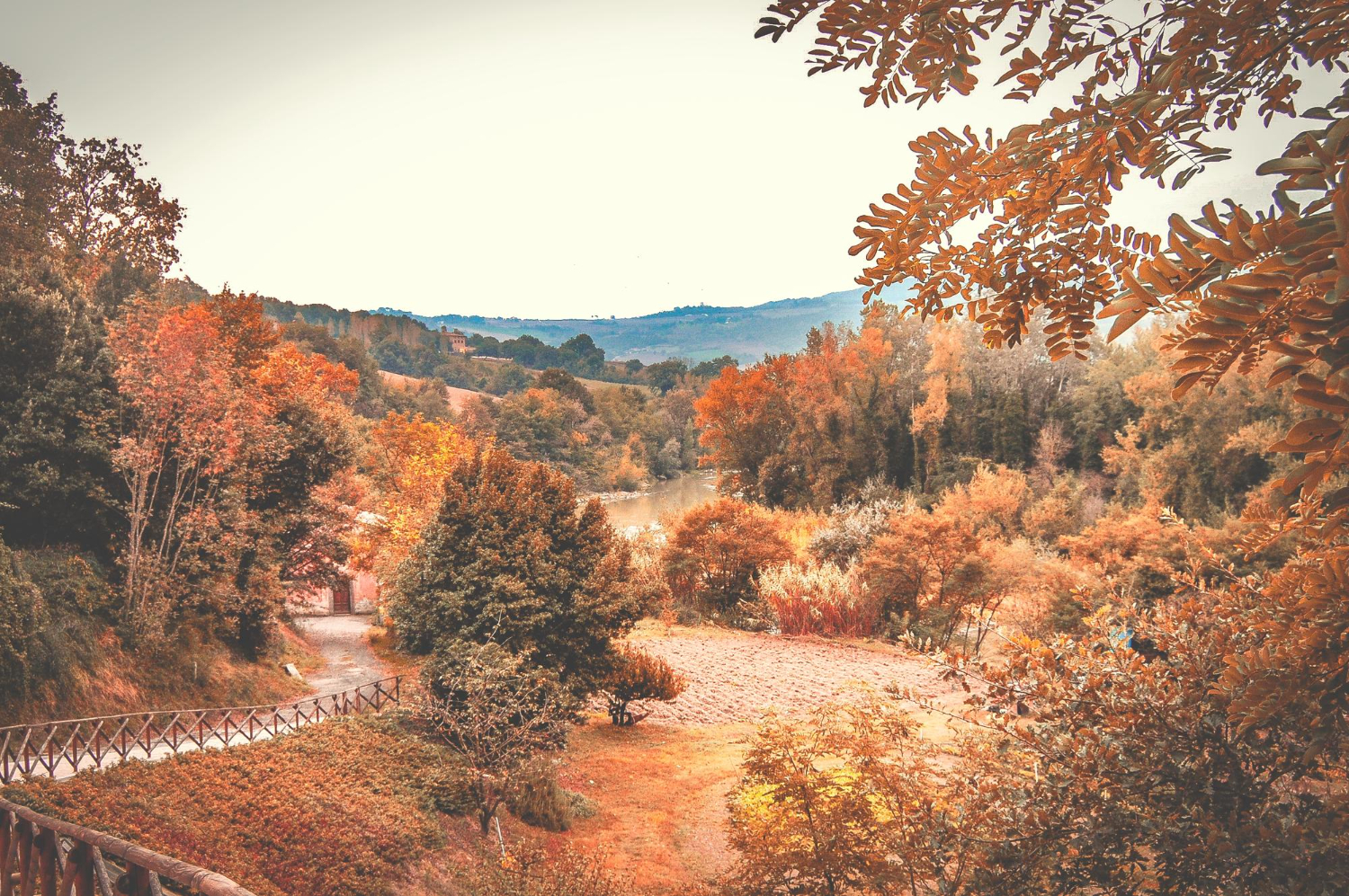 Scenic view of trees in forest against clear sky during autumn.jpg